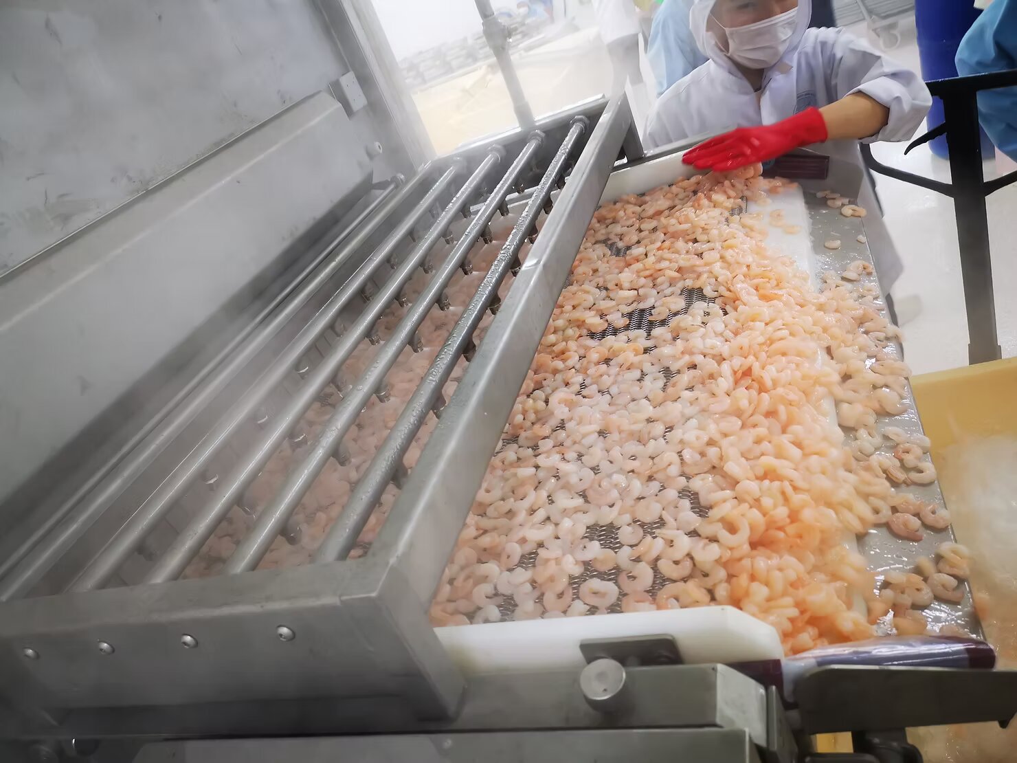 Cooked shrimp exiting the Steam Cooker — evenly heated with bright color and firm texture, ready for chilling and IQF freezing.