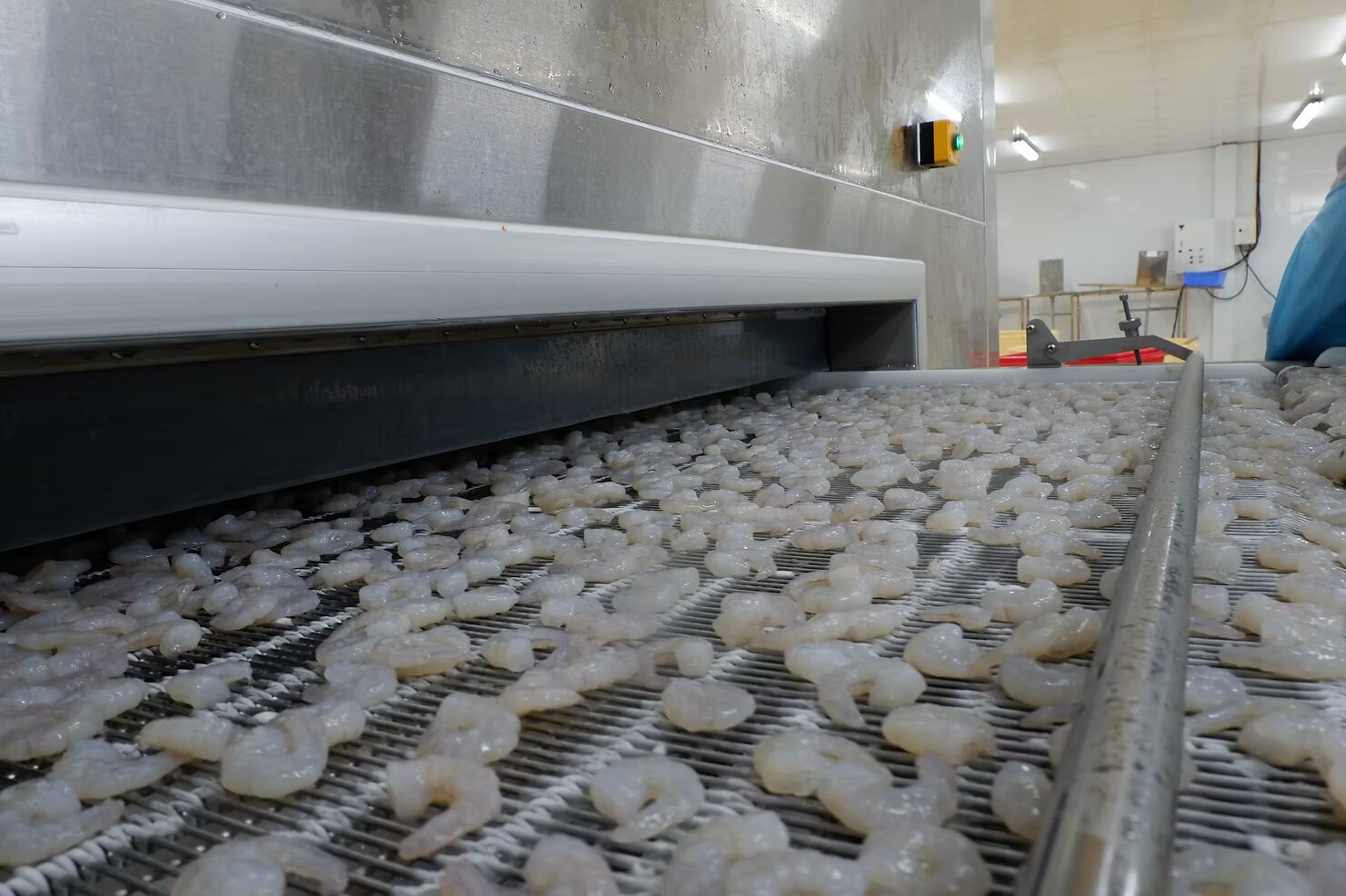 IQF Frozen Shirm with Individual Freezing
