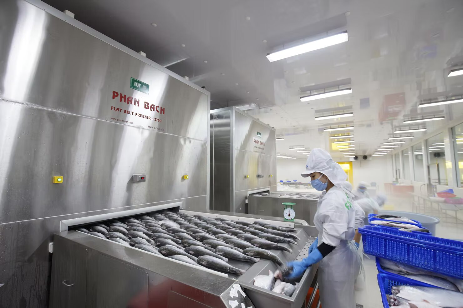 Frozen seafood processing with Phan Bach's IQF